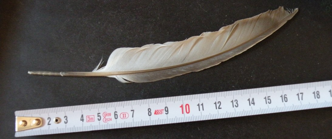 alcune penne di gabbiano